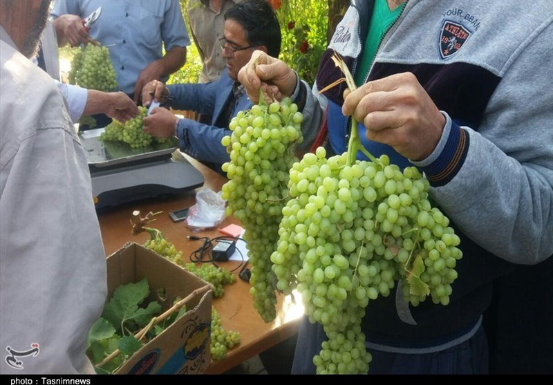 برگزاری جشنواره انگور در روستای تاریخی درسجین ابهر