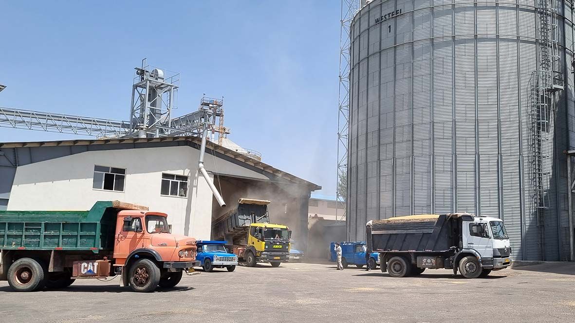  خرید تضمینی گندم بیش از 400 هزار تن گندم در استان زنجان