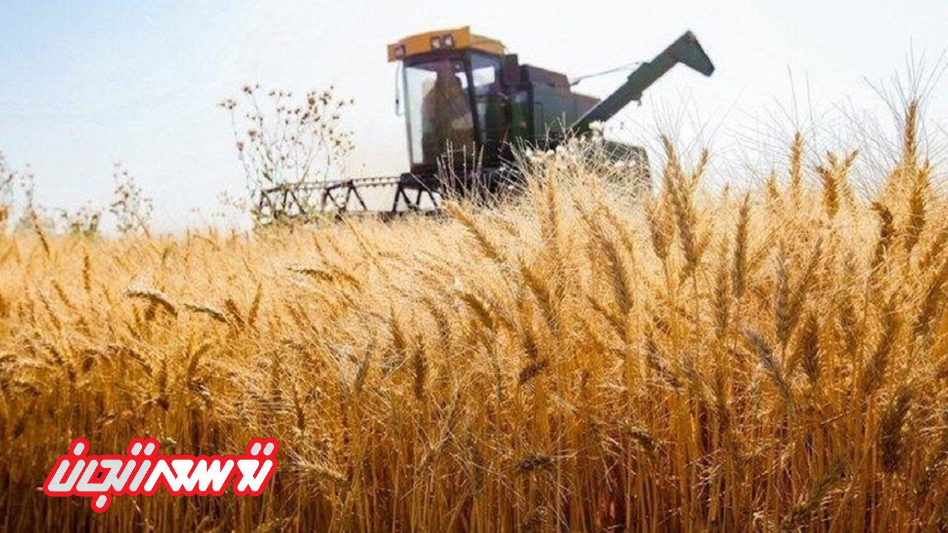 رکورد خرید تضمینی گندم در زنجان شکسته شد