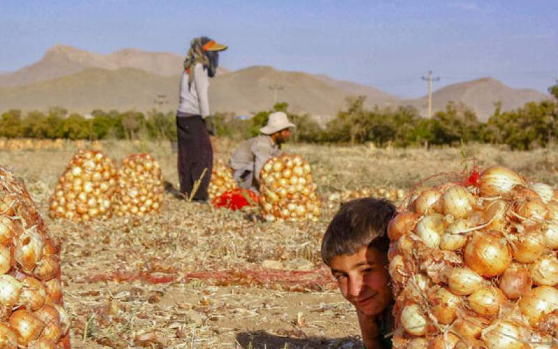 بازار داغ پیاز کشاورزان زنجان