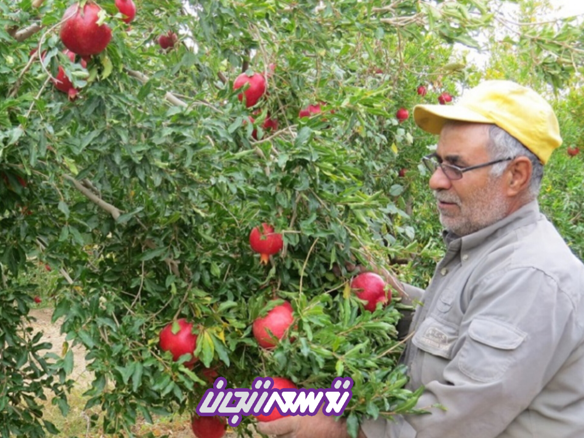 ۴۸ درصد زیتون کشور در طارم تولید می‌شود/ آب پایدار، نیاز ضروری باغداران طارمی