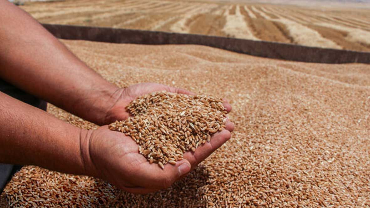 خرید تضمینی گندم رسماً با خرید اولین محموله در زنجان آغاز شد