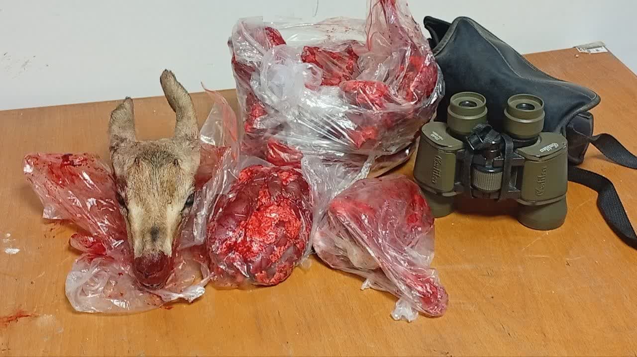 کشف گوشت شکار غیر مجاز آهو از شکارچیان متخلف در زنجان