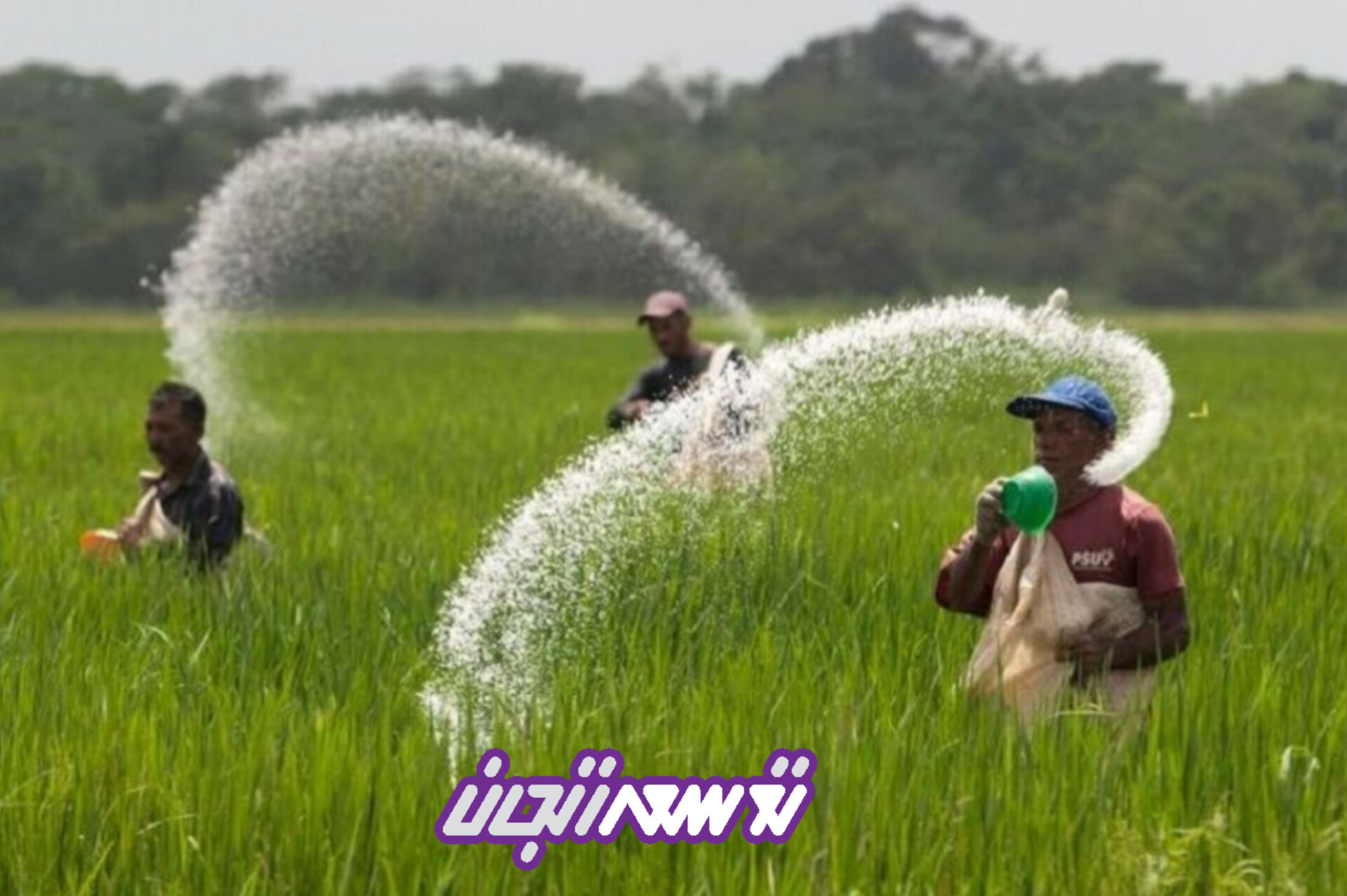 عملکرد جهاد کشاورزی استان زنجان در سال گذشته/زنجان،رتبه سوم کشور در تأمین کود فسفاته