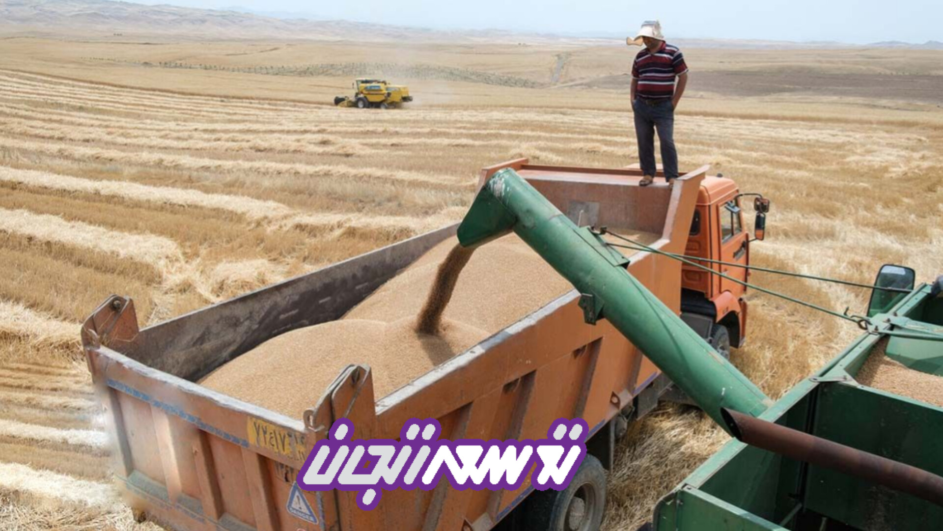 خرید تضمینی گندم استان زنجان از 200 هزارتن فراتر رفت