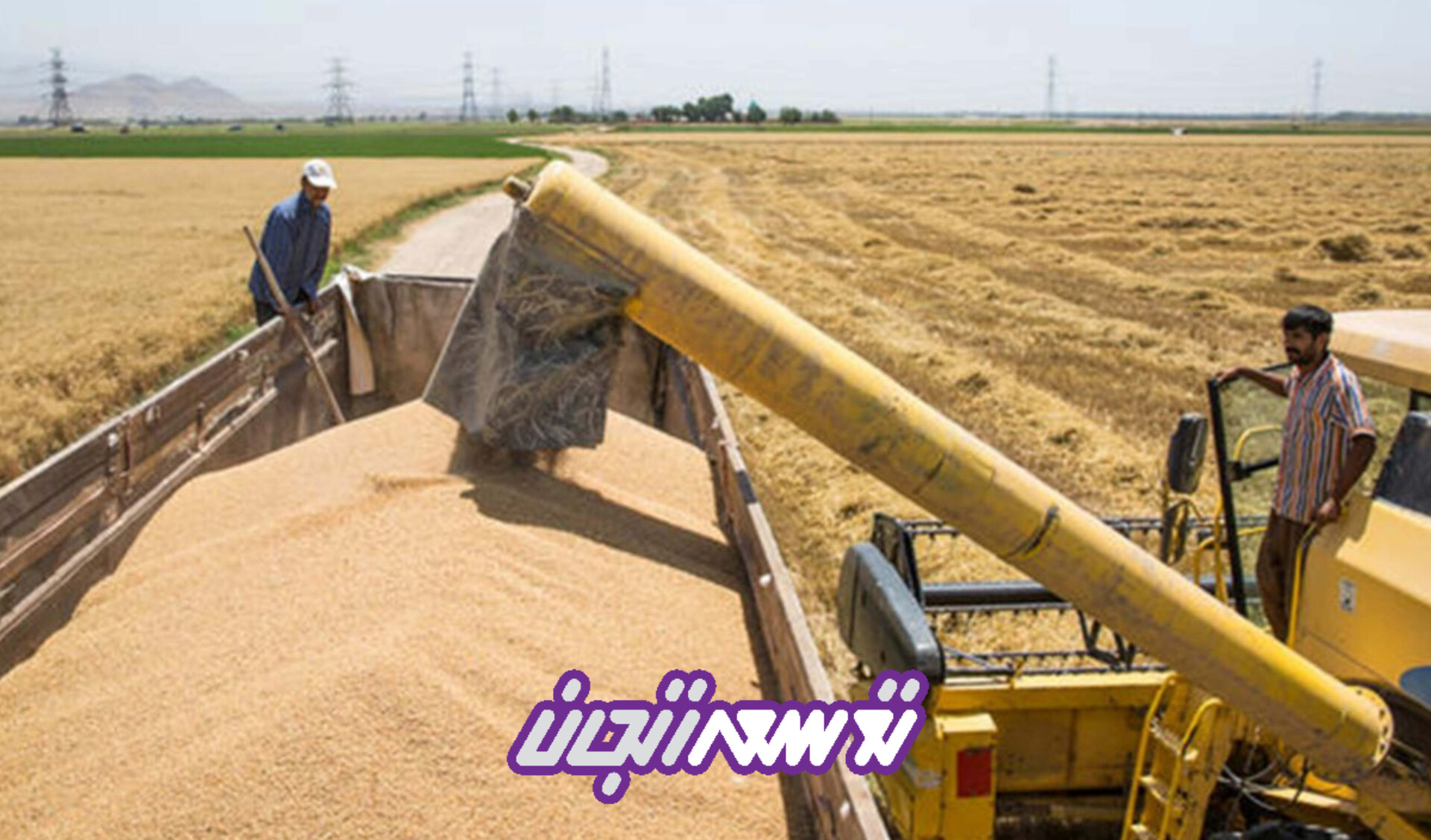 خرید تضمینی گندم کشاورزان زنجانی از مرز 300 هزار عبور کرد