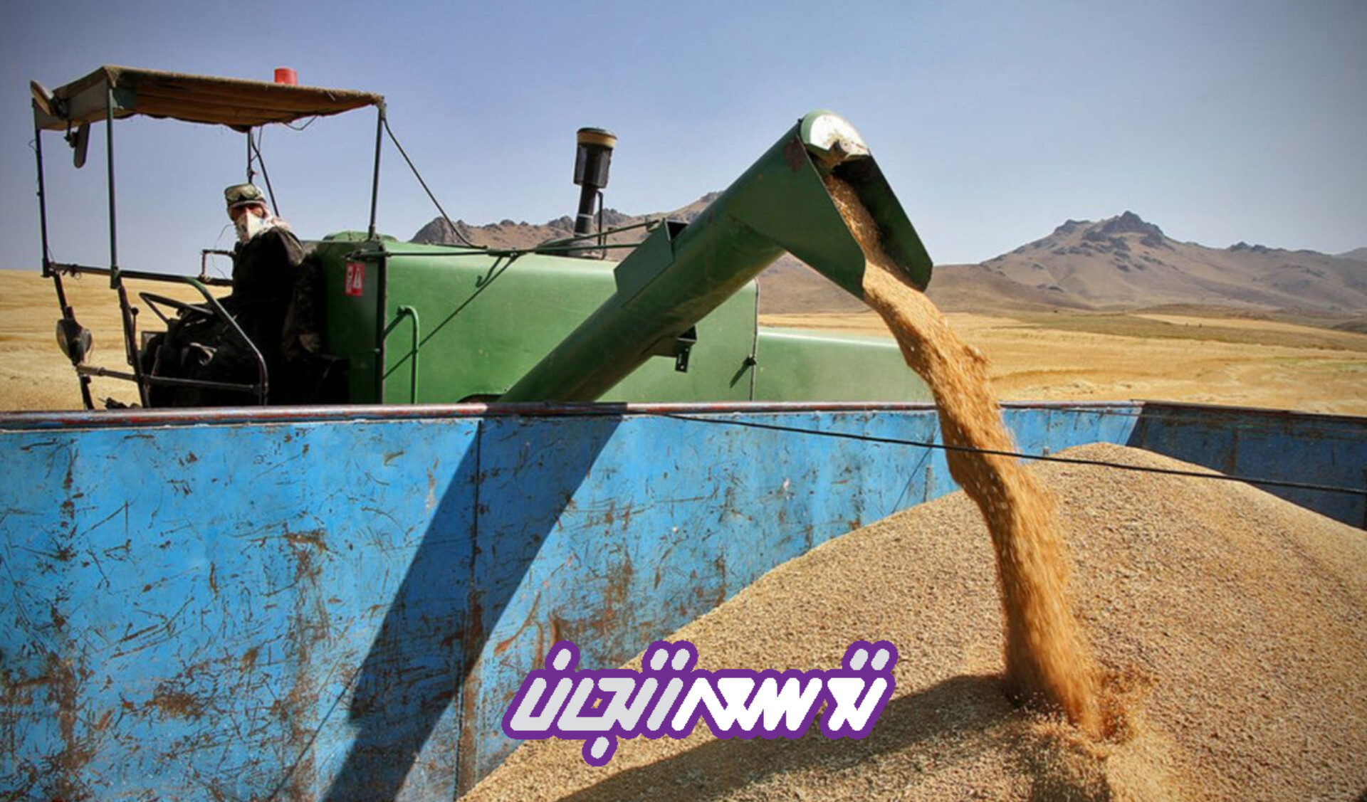 خرید تضمینی گندم کشاورزان زنجانی تا آخر شهریور ماه 1404 ادامه دارد