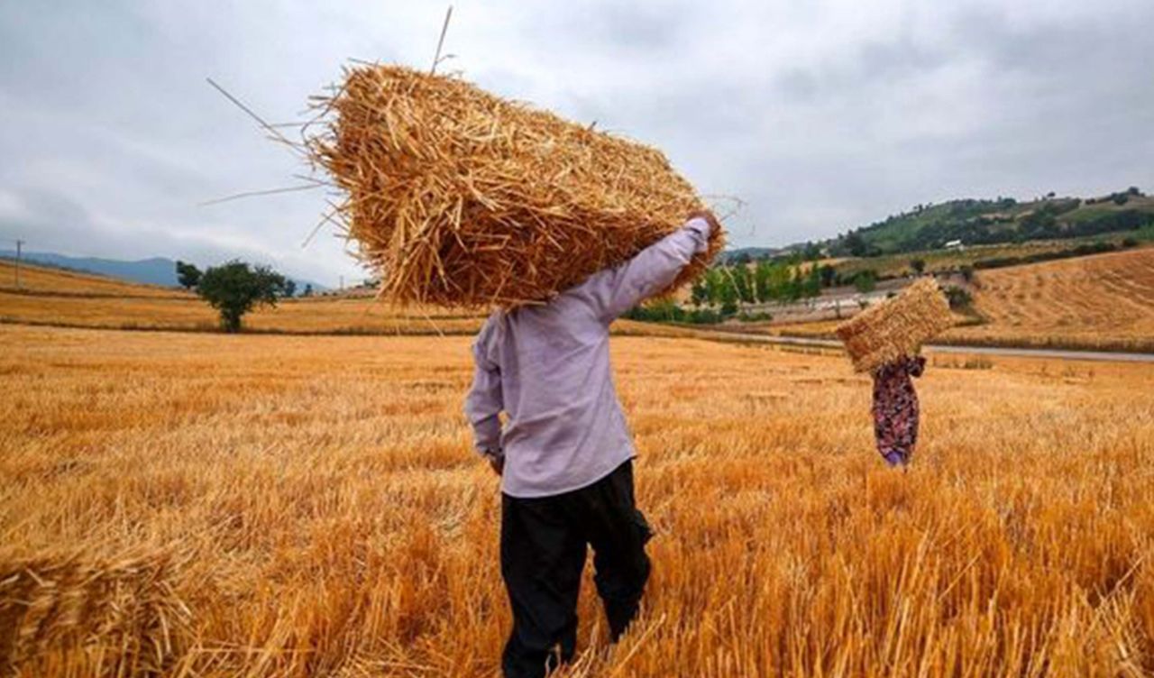 زنجان جزو 10 استان برتر خرید تضمینی گندم کشور