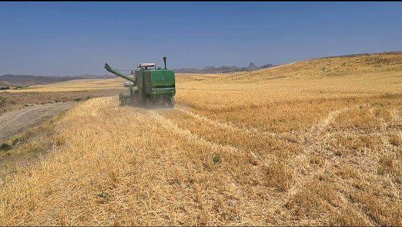 برداشت ۱۵ تن گندم از مزرعه وقفی در خدابنده با کاشت بدون واسطه