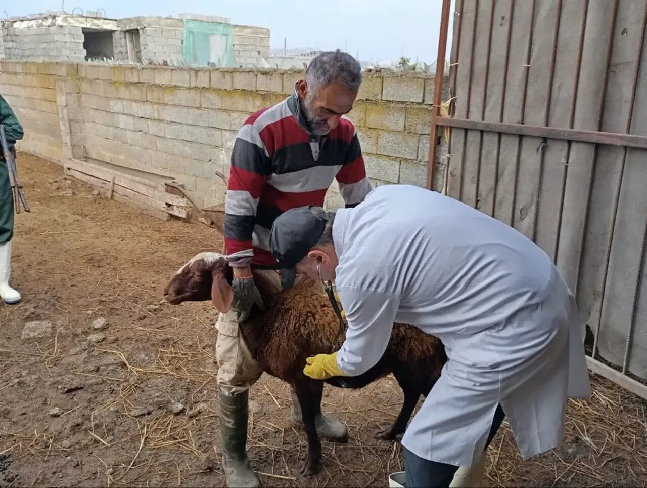 آمادهباش ۲۳ اکیپ دامپزشکی در زنجان برای نظارت بر ذبح قربانی